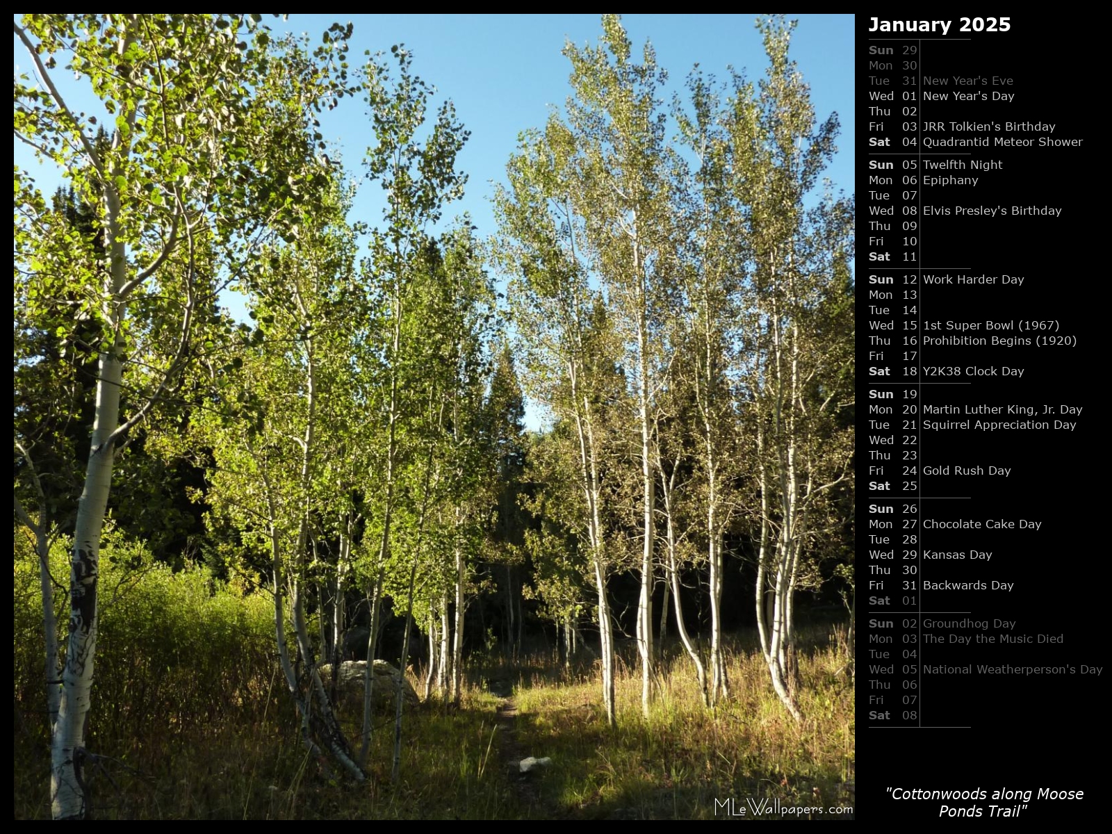 MLeWallpapers.com - Cottonwoods along Moose Ponds Trail (Calendar)