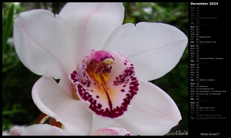 White Orchid I