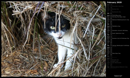 Island Cat