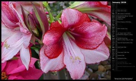 Amaryllis and Poinsettia