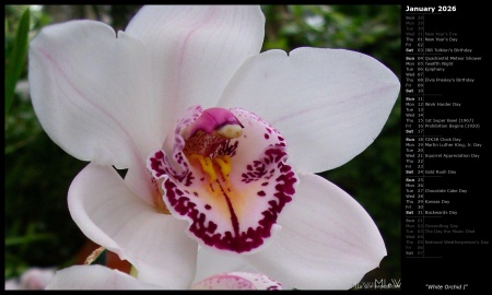 White Orchid I