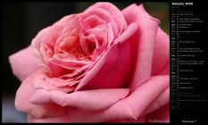 Pink Rose I