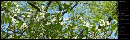 Branches of Dogwood Blossoms