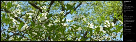 Branches of Dogwood Blossoms