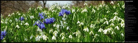 Hillside of Early Spring Flowers