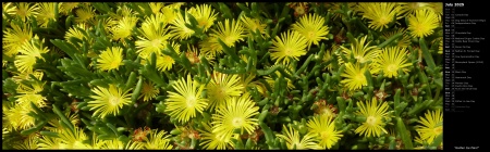 Golden Ice Plant