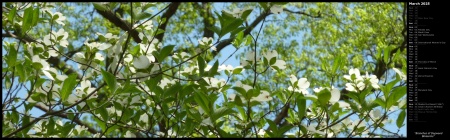 Branches of Dogwood Blossoms