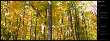 Forest of Yellow Leaves