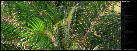 Sunset Lit Palm Fronds