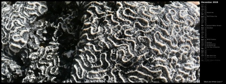 Black and White Coral I