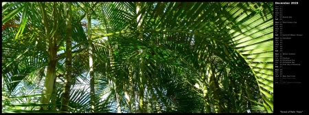 Forest of Palm Trees