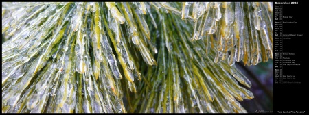 Ice-Coated Pine Needles