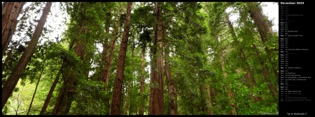 Up to Redwoods I