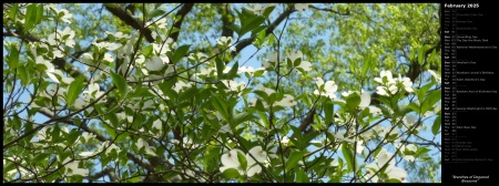 Branches of Dogwood Blossoms