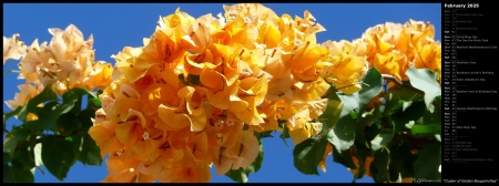 Cluster of Golden Bougainvillea