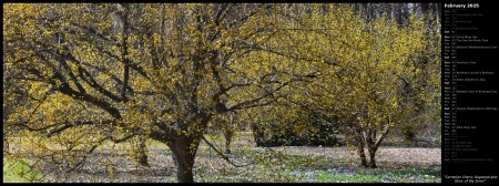 Cornelian Cherry Dogwood and Glory of the Snow