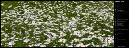 Field of Daisies