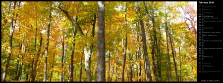 Forest of Yellow Leaves