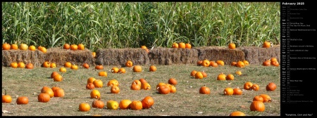 Pumpkins, Corn and Hay