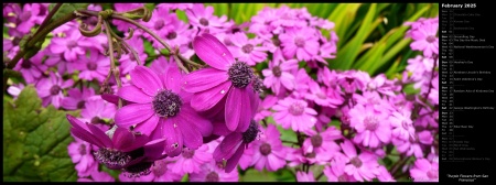 Purple Flowers from San Francisco