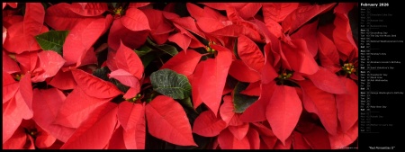 Red Poinsettias II