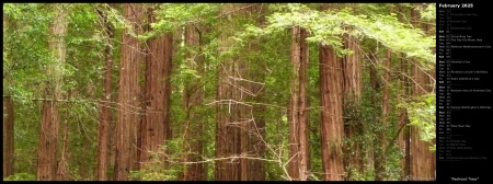 Redwood Trees