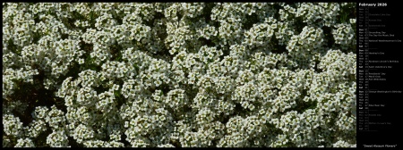 Sweet Alyssum Flowers