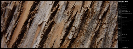 Tree Bark I