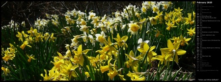 Yellow and White Daffodils