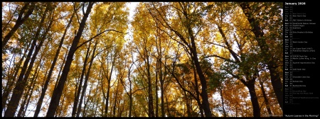 Autumn Leaves in the Morning