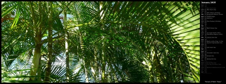 Forest of Palm Trees