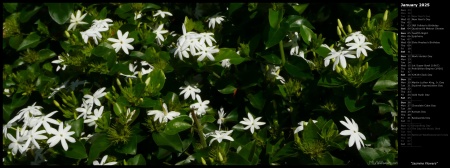 Jasmine Flowers