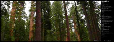 Mariposa Grove