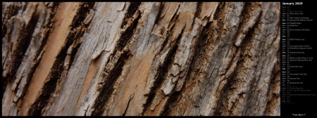 Tree Bark I