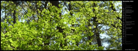 Spring Maple Leaves