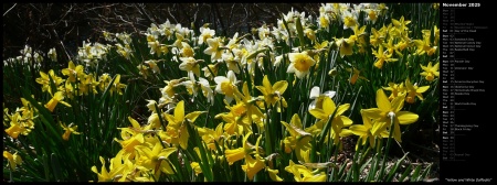 Yellow and White Daffodils