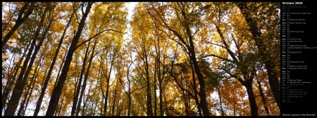 Autumn Leaves in the Morning