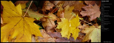 Fallen Maple Leaves