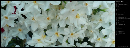 Paperwhite Narcissus