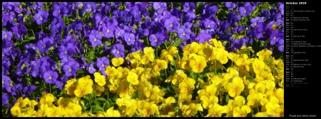 Purple and Yellow Violas