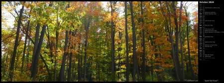 Sunlit Fall Forest