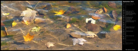 Fall Leaves in Pond