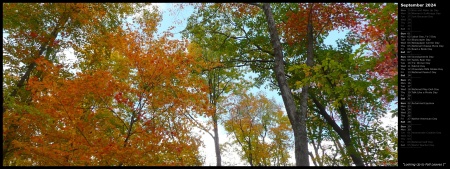 Looking Up to Fall Leaves I