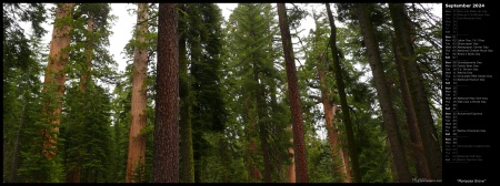 Mariposa Grove