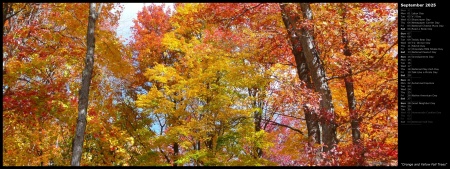 Orange and Yellow Fall Trees