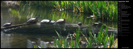 Row of Turtles