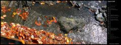 Fall Leaves in Waterfall