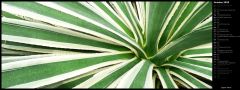 Agave Plant