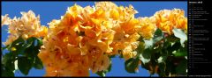 Cluster of Golden Bougainvillea