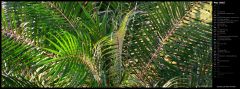 Sunset Lit Palm Fronds